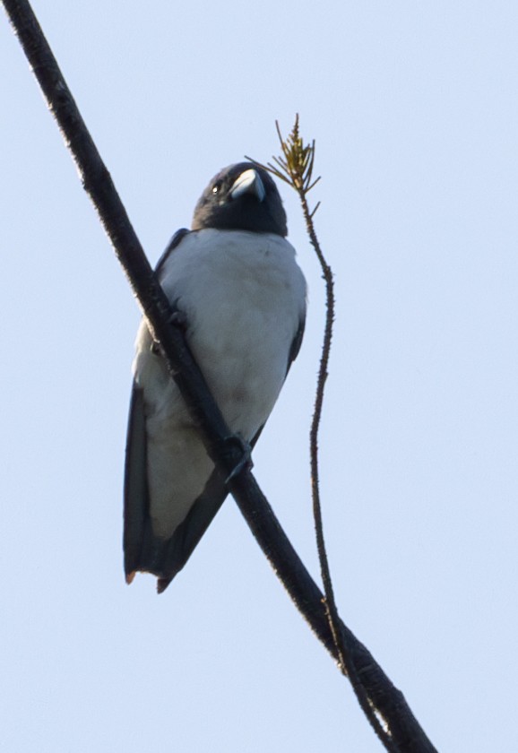 White-breasted Woodswallow - ML617710674