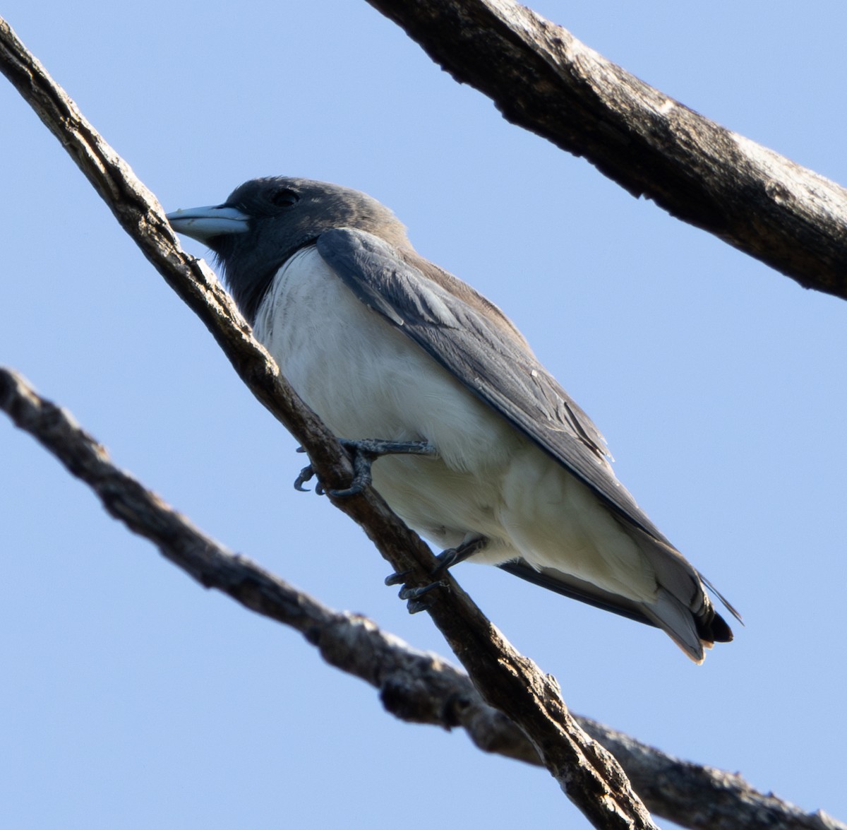 White-breasted Woodswallow - ML617710679