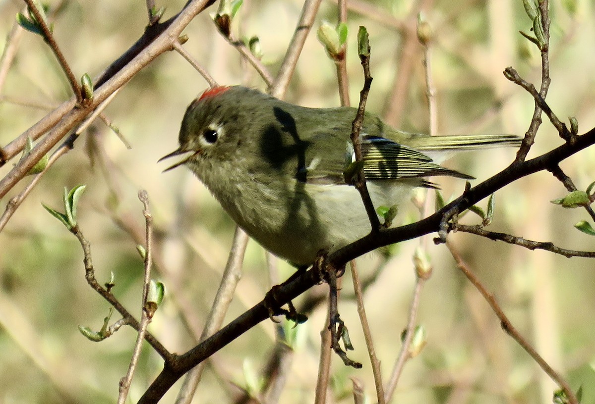 Ruby-crowned Kinglet - Stacy Robinson