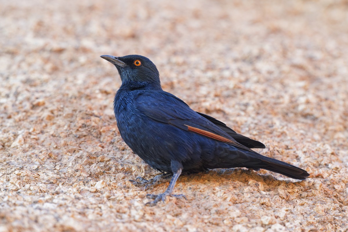 Pale-winged Starling - ML617710688
