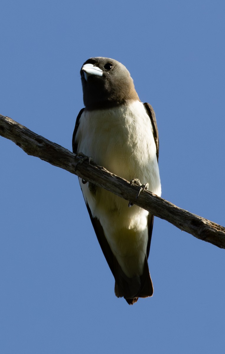 White-breasted Woodswallow - ML617710695