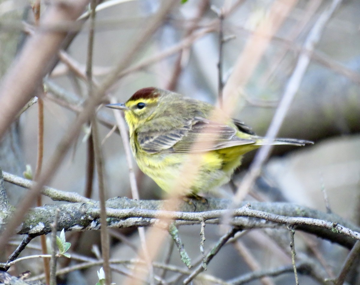 Palm Warbler - Stacy Robinson