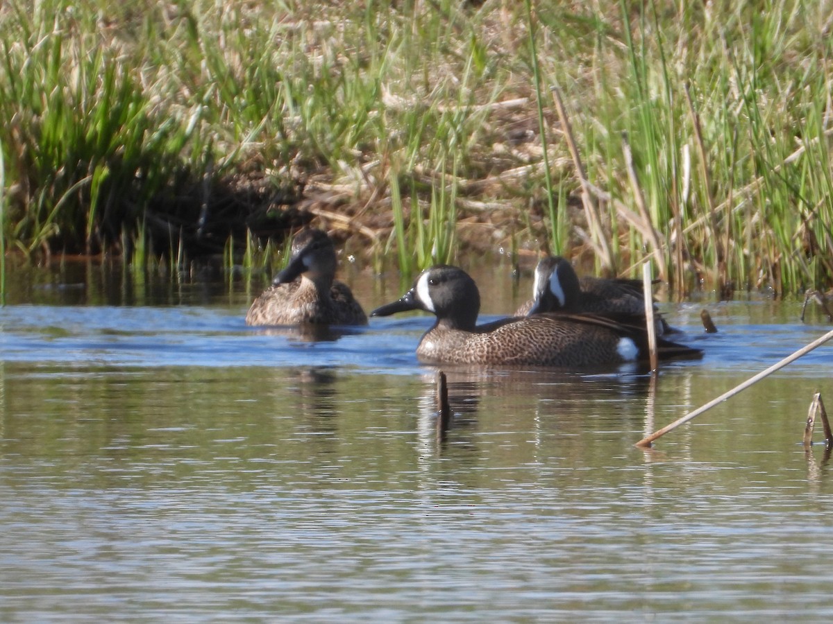 Blue-winged Teal - ML617710815