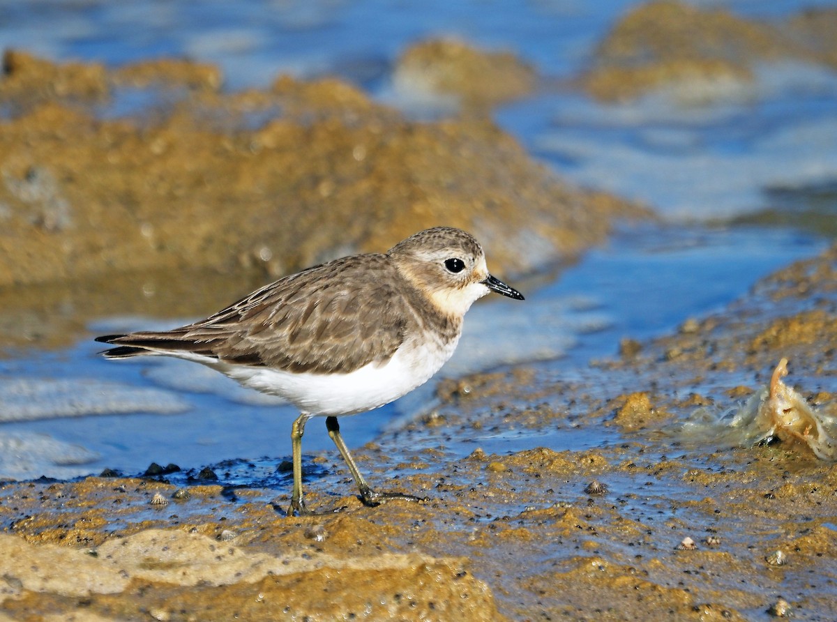 Double-banded Plover - ML617710868