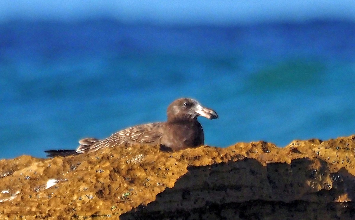Pacific Gull - Steve Law