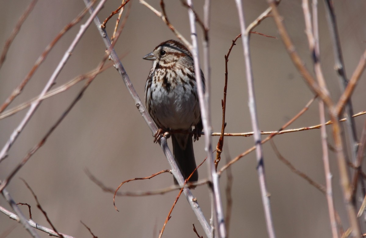 Song Sparrow - Don Cassidy