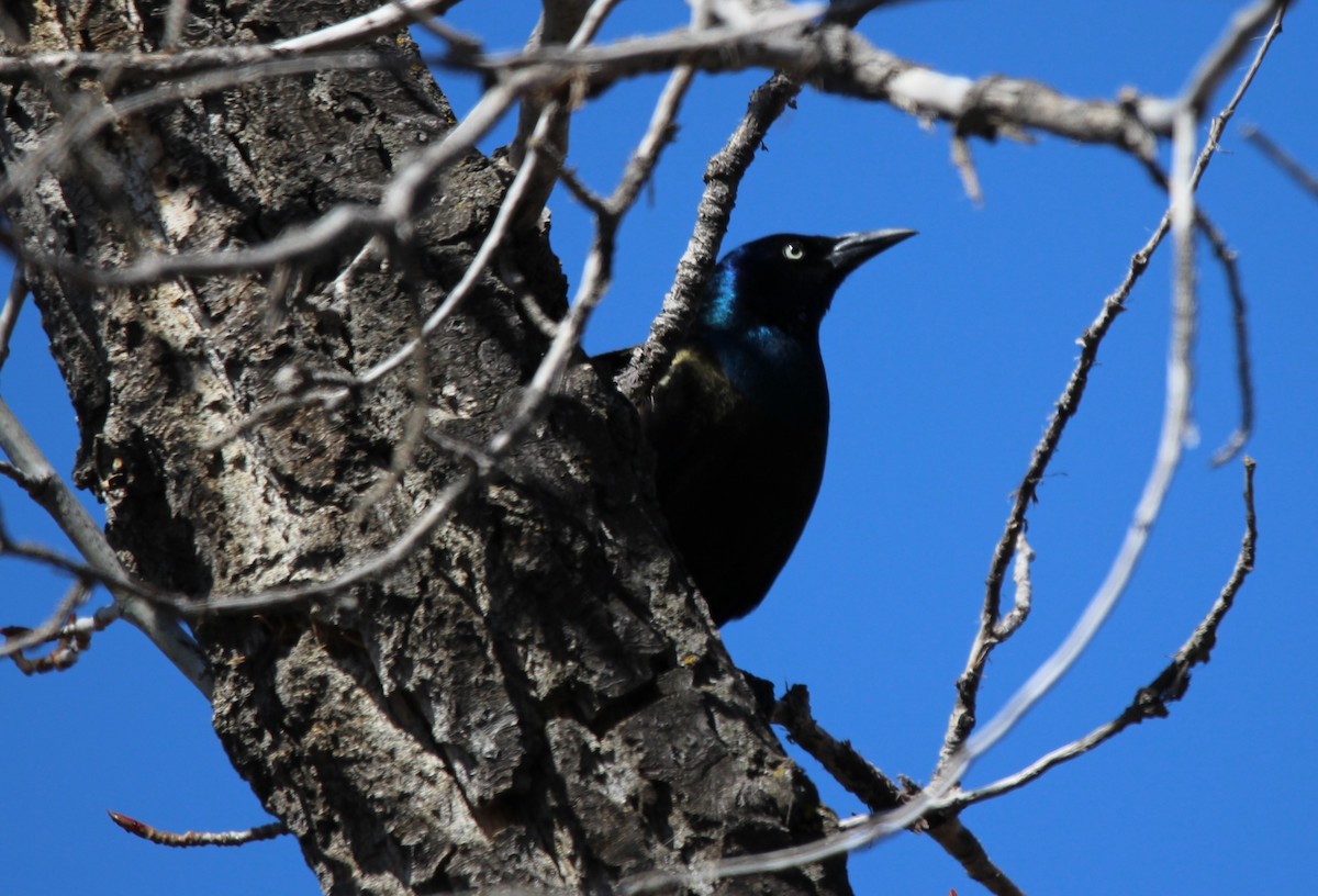 Common Grackle - Don Cassidy