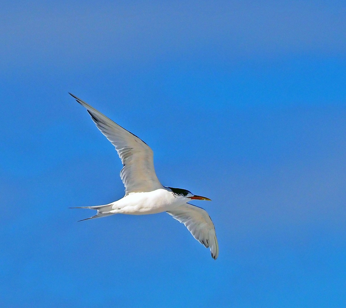 Great Crested Tern - ML617710934