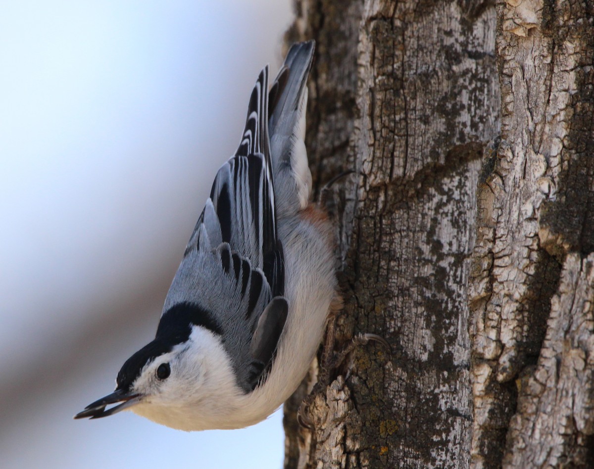 White-breasted Nuthatch - ML617710944