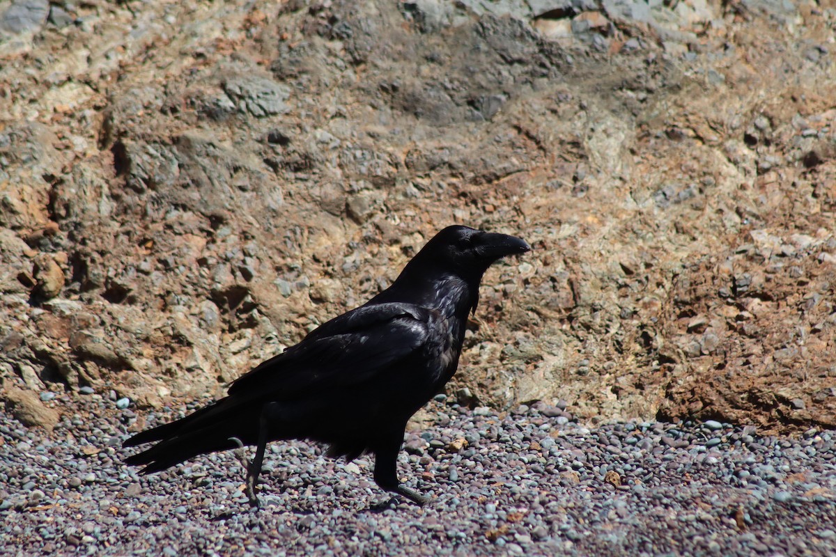 Common Raven - ML617710972