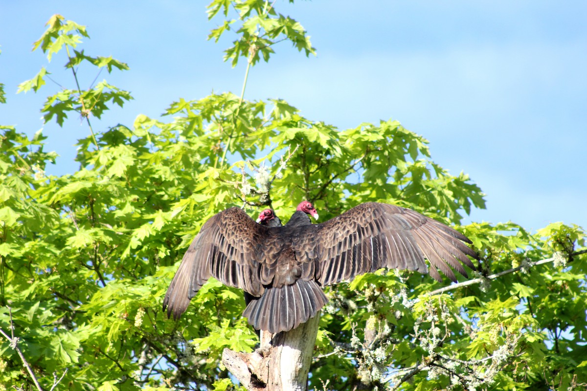 Turkey Vulture - ML617710998