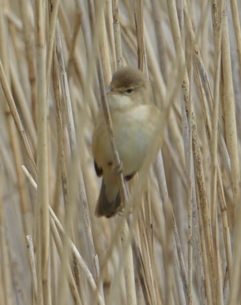 Common Reed Warbler - ML617711018