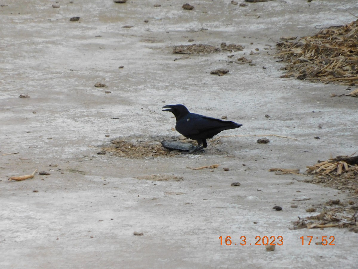 Large-billed Crow - ML617711056