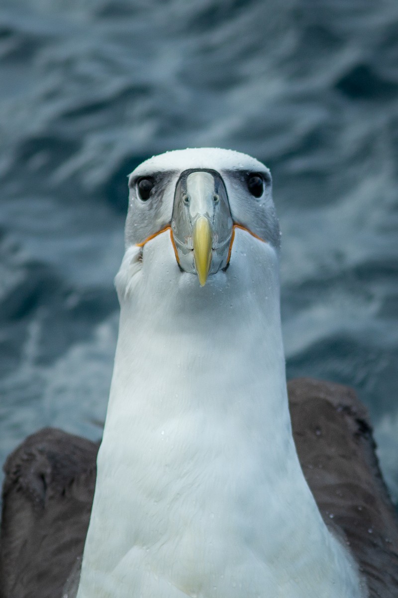 White-capped Albatross - ML617711079