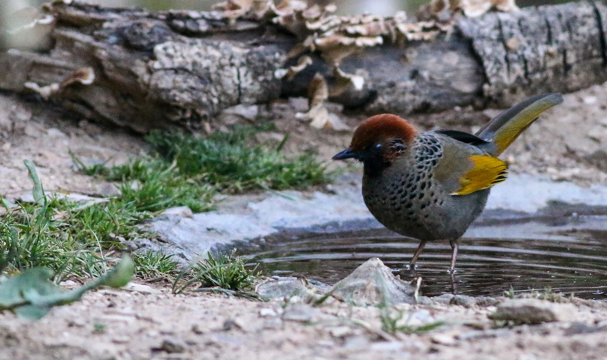 Chestnut-crowned Laughingthrush - ML617711147