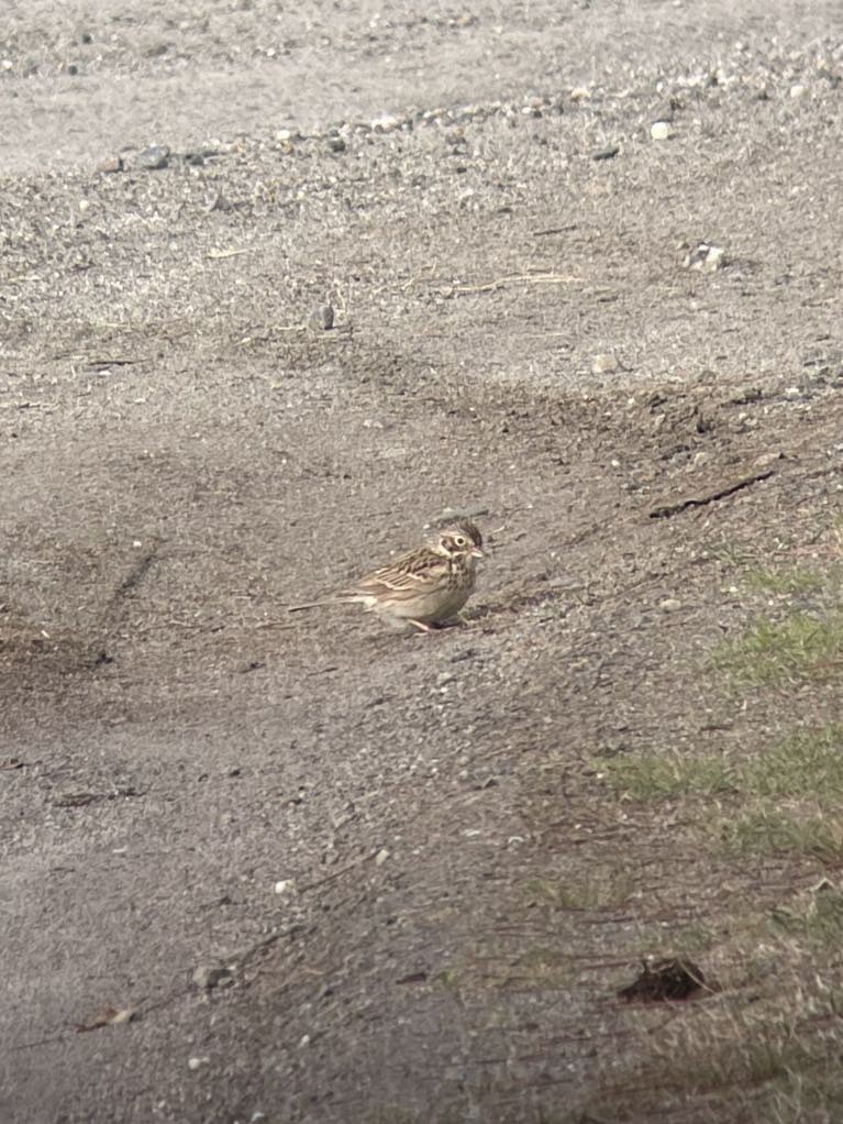 eBird Checklist 21 Apr 2024 Reed Road, Colebrook, New Hampshire, US