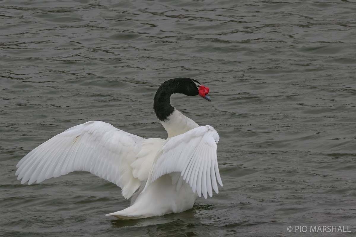 Black-necked Swan - ML617711170