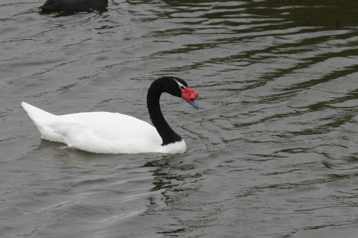 Black-necked Swan - ML617711171