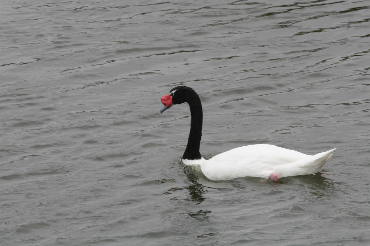 Black-necked Swan - ML617711172