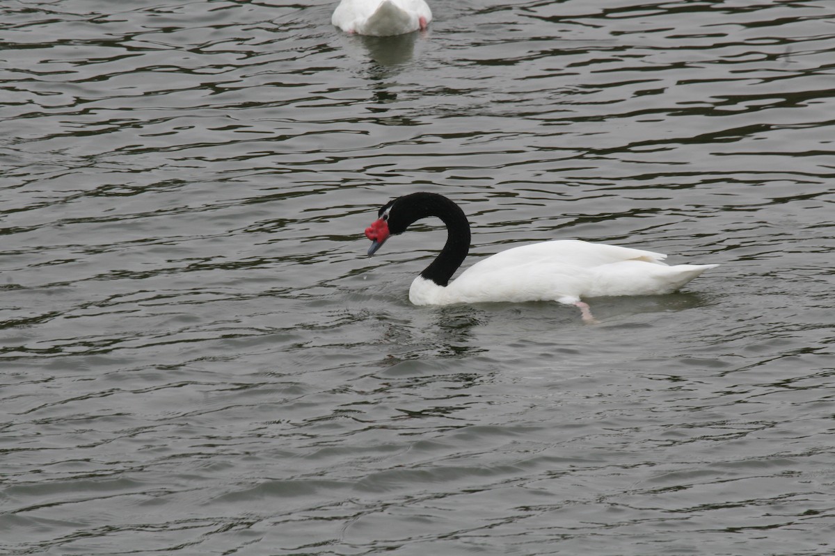 Black-necked Swan - ML617711173