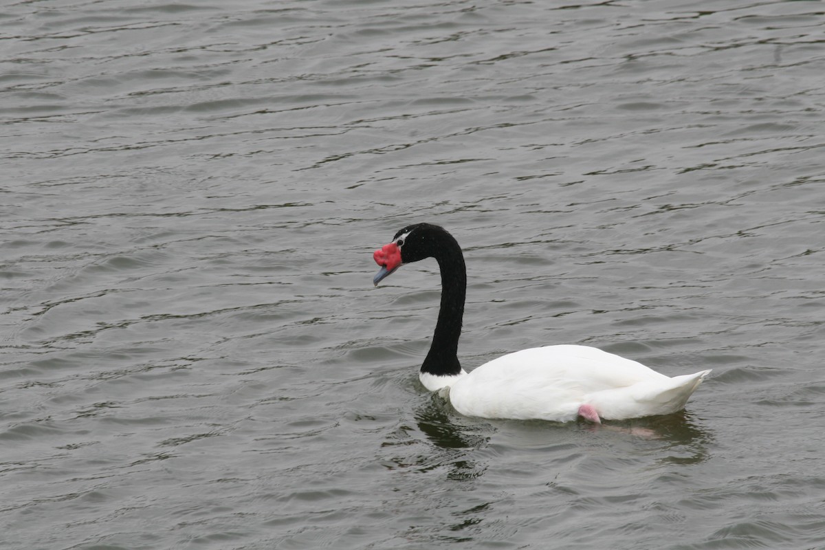 Black-necked Swan - ML617711174