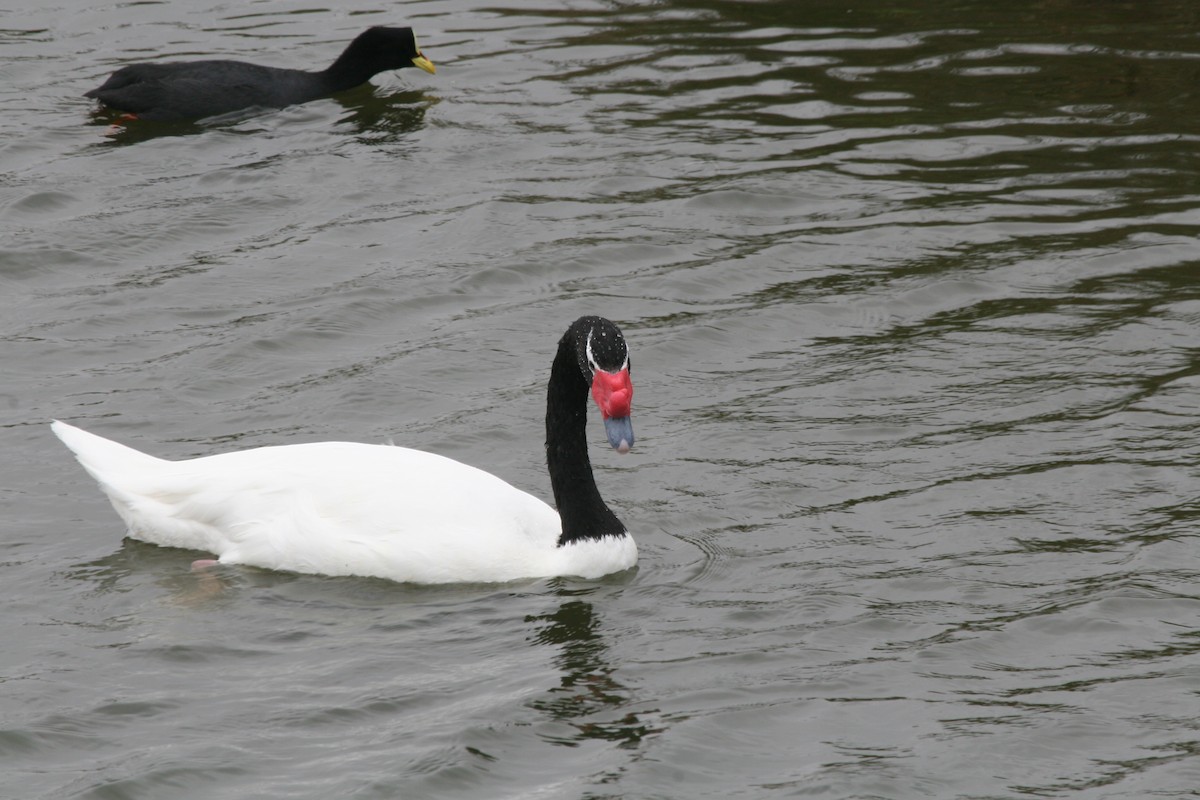 Black-necked Swan - ML617711175