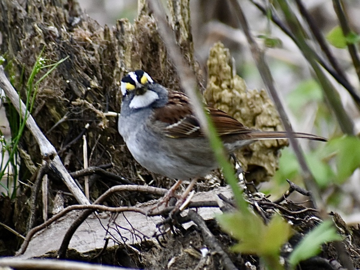 White-throated Sparrow - ML617711220