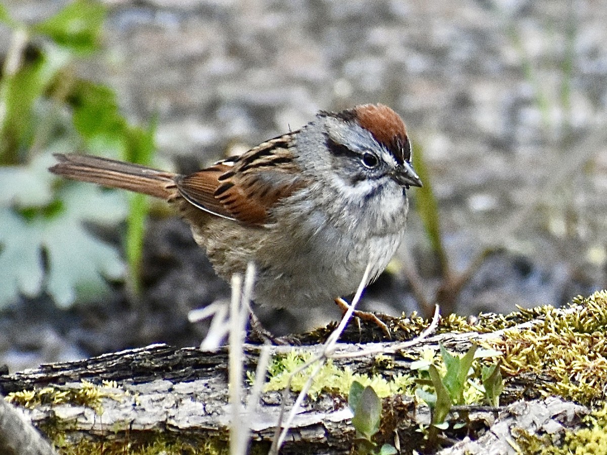 Swamp Sparrow - ML617711225