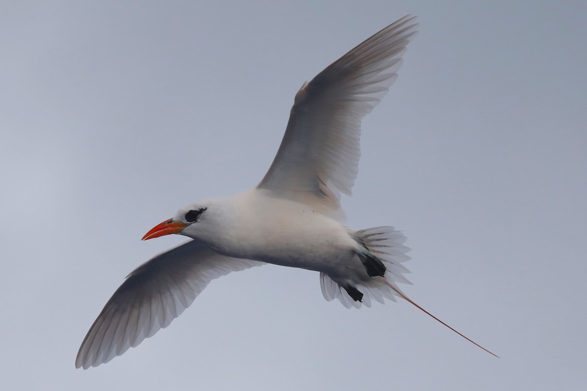 Red-tailed Tropicbird - ML617711250