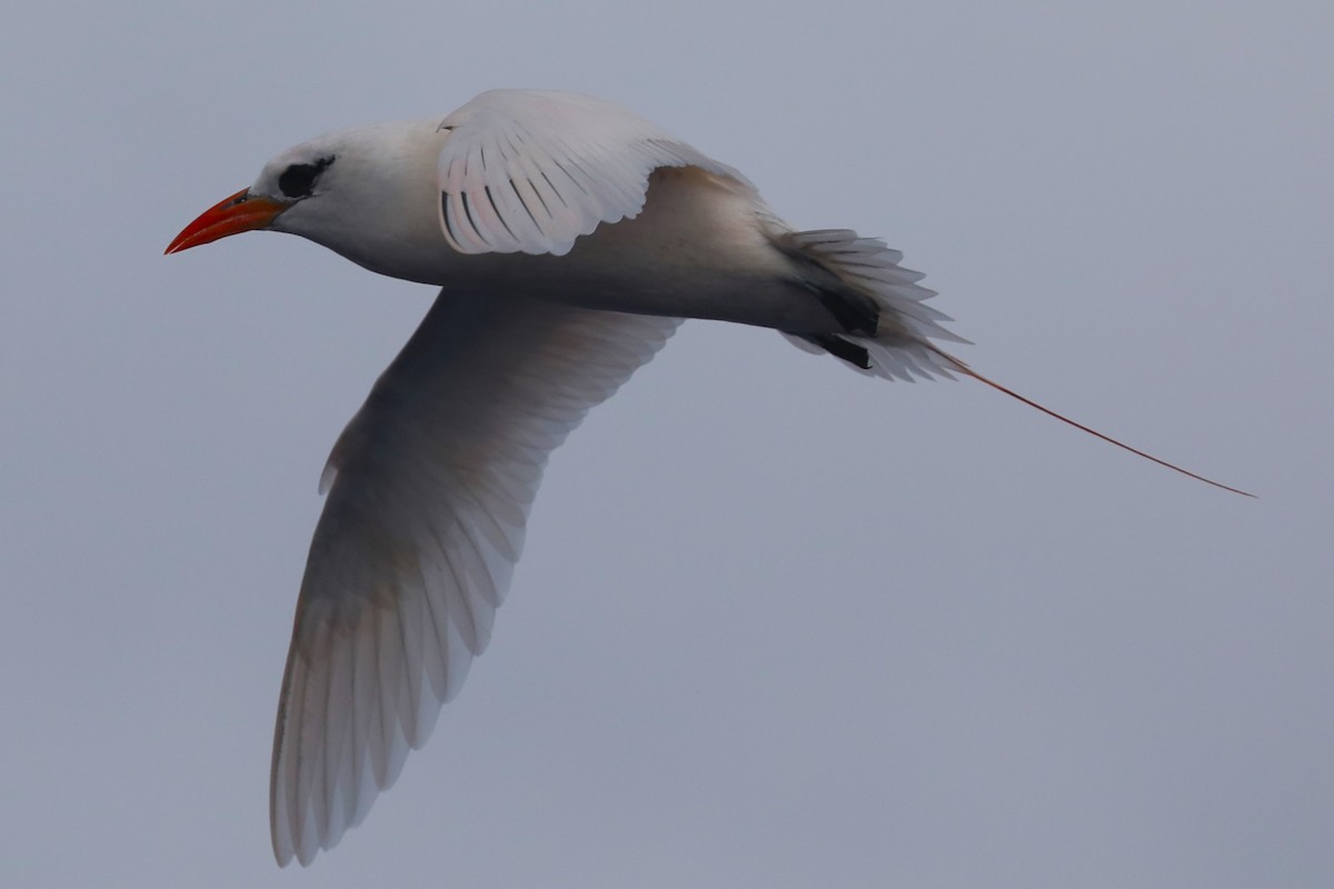 Red-tailed Tropicbird - ML617711251