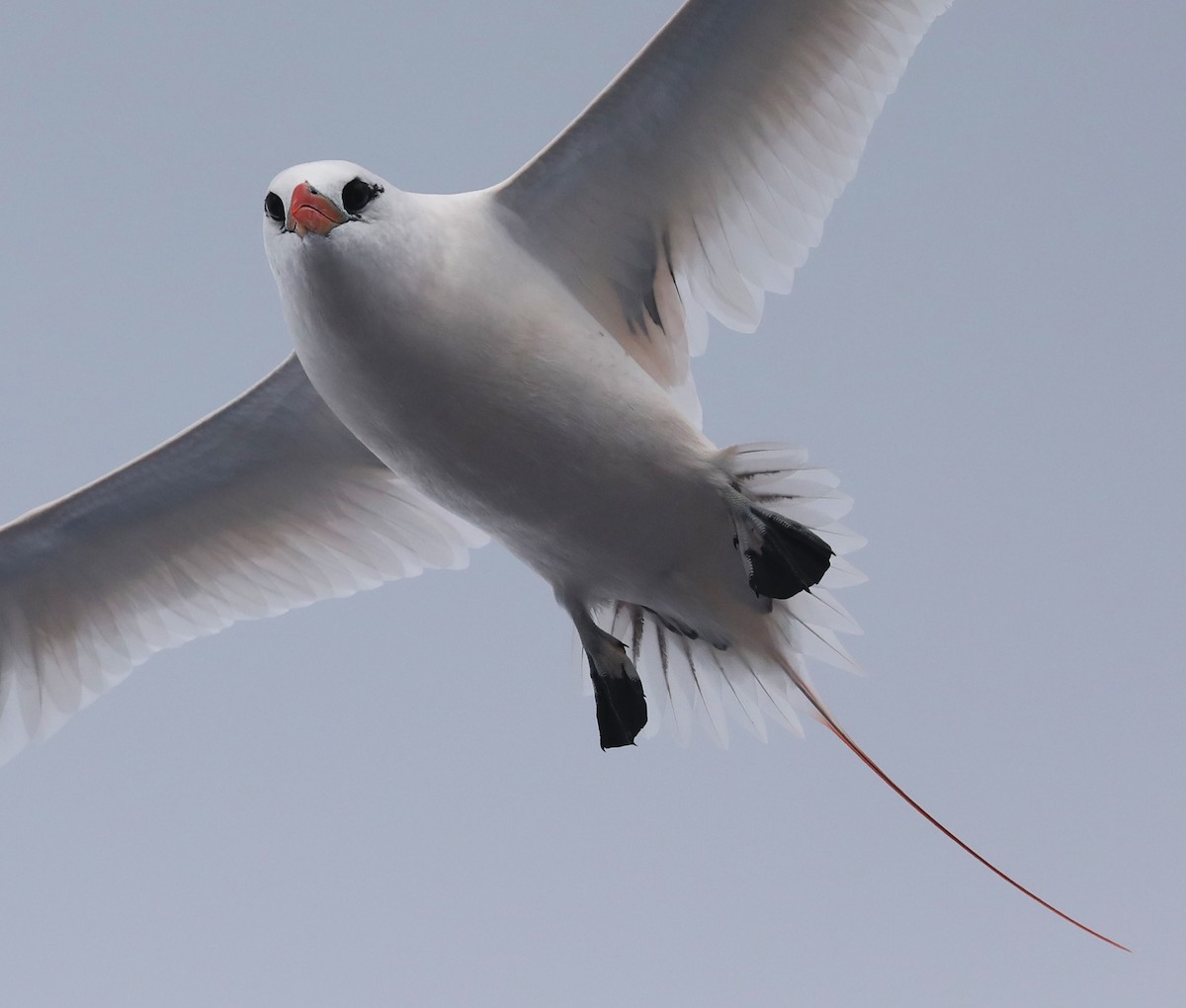 Red-tailed Tropicbird - Steven Edwards