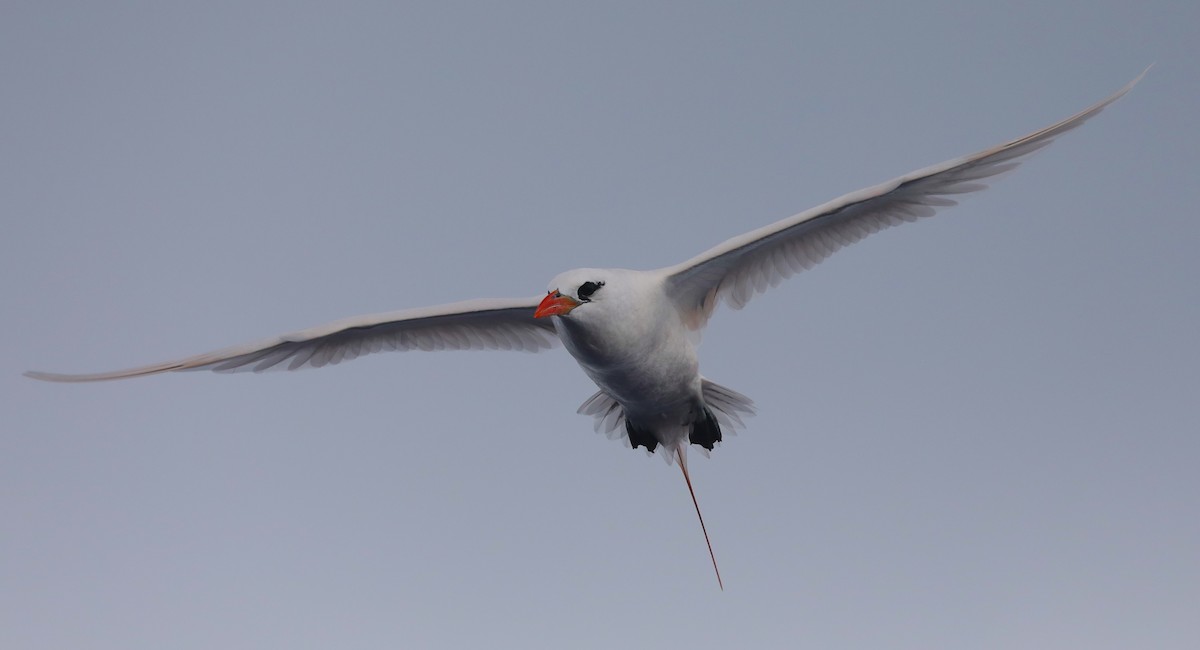 Red-tailed Tropicbird - ML617711253