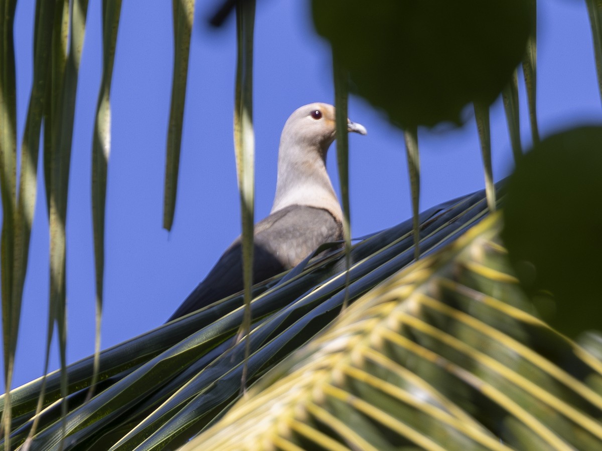 Gray Imperial-Pigeon - ML617711272