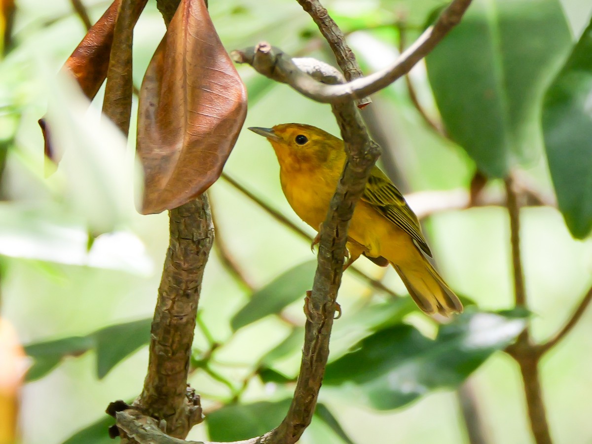 Yellow Warbler (Mangrove) - ML617711366