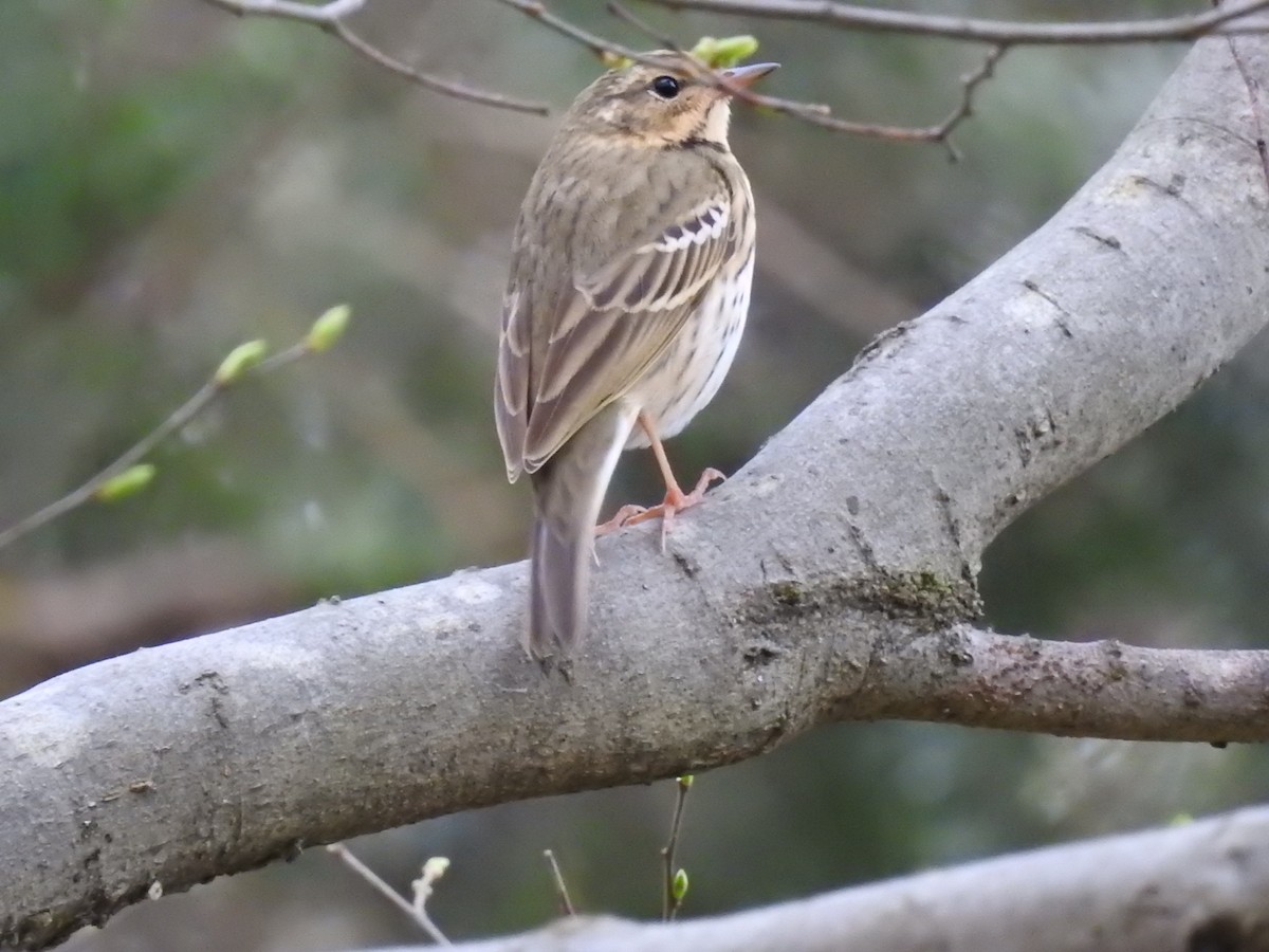 Olive-backed Pipit - ML617711371
