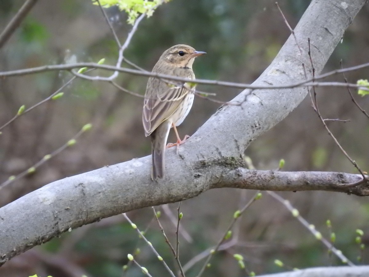 Olive-backed Pipit - ML617711372