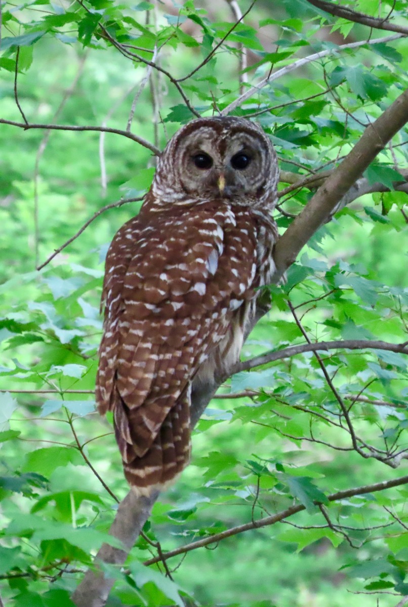 Barred Owl - ML617711415