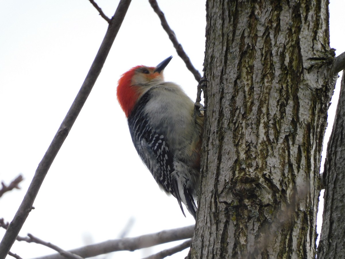 Red-bellied Woodpecker - Amalie + Jeffrey Hutchinson