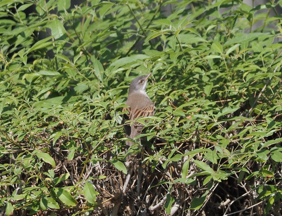 Greater Whitethroat - Paul Jaquith