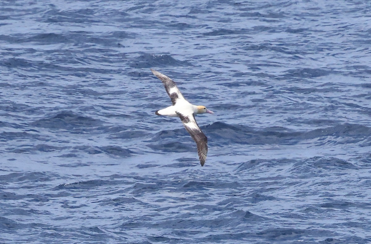 Short-tailed Albatross - ML617711572