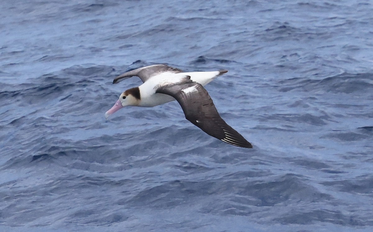 Short-tailed Albatross - ML617711573