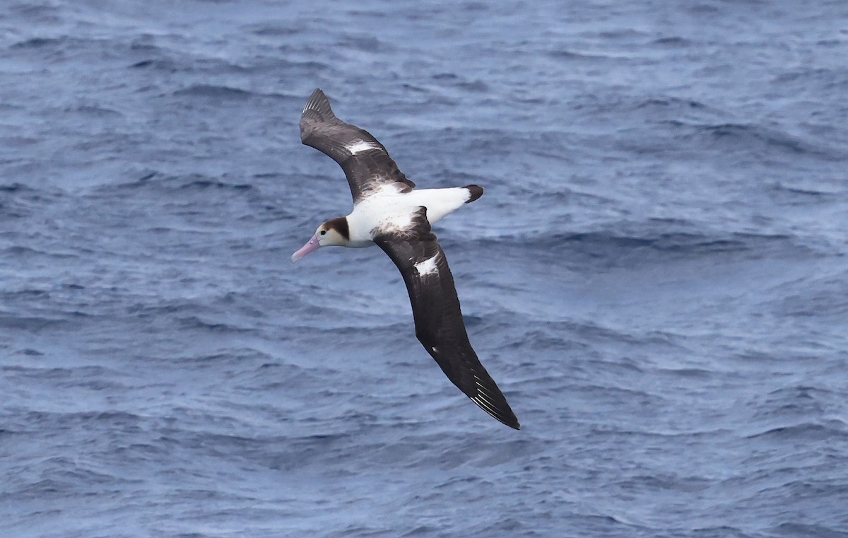 Short-tailed Albatross - ML617711574