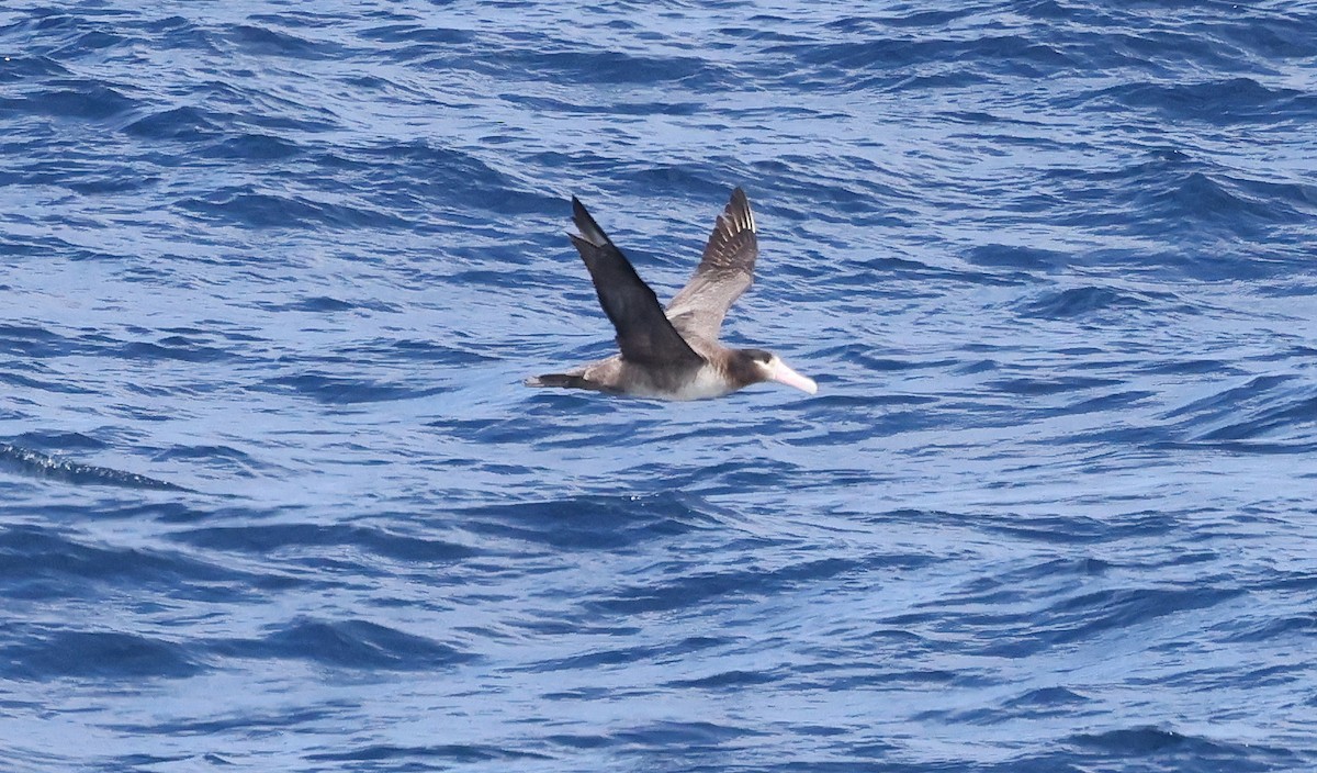 Short-tailed Albatross - ML617711575