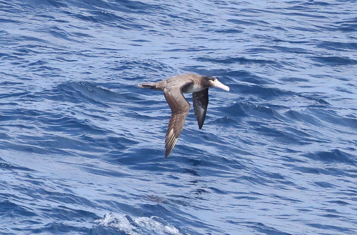 Short-tailed Albatross - ML617711576