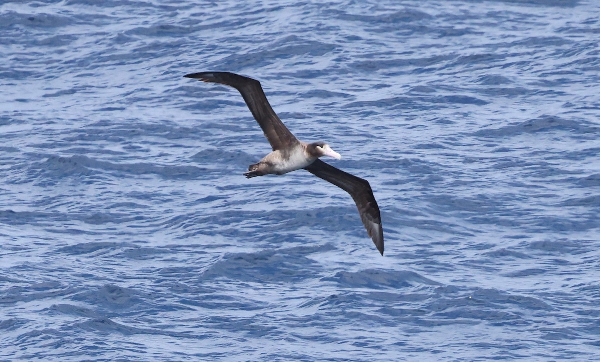 Short-tailed Albatross - Ashley Banwell