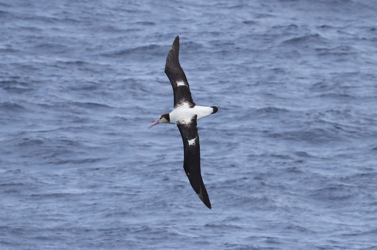 Short-tailed Albatross - Ashley Banwell