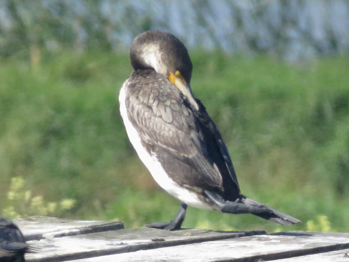 Great Cormorant (White-breasted) - ML617711583