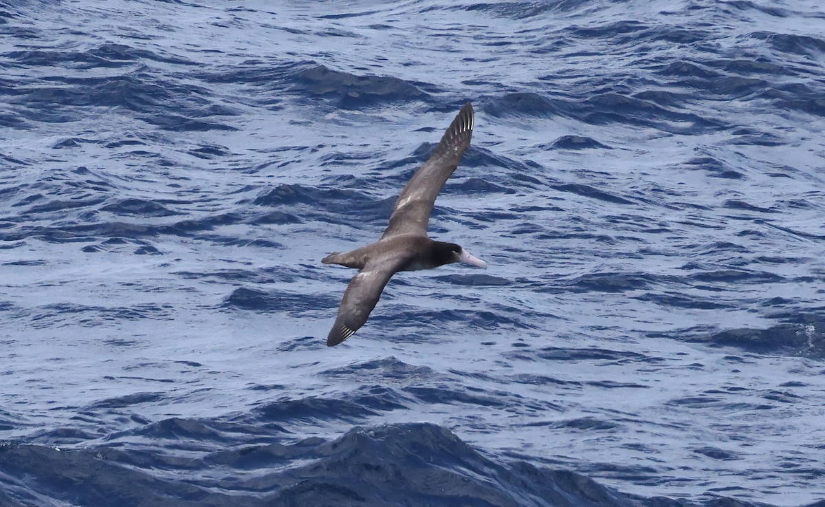 Short-tailed Albatross - ML617711589