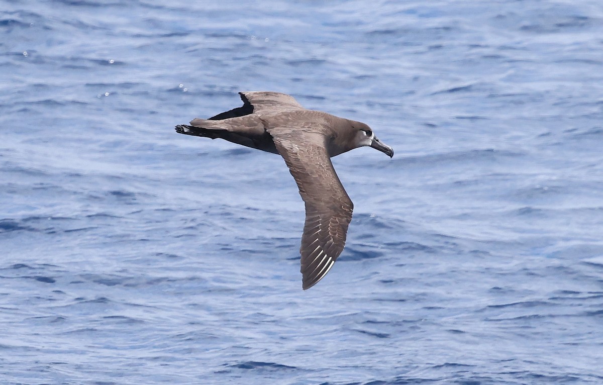 Black-footed Albatross - Ashley Banwell