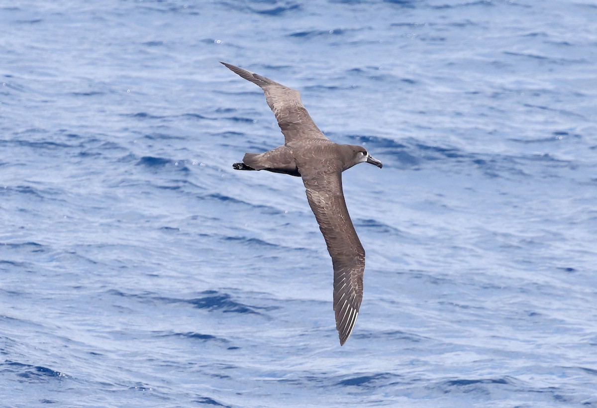 Black-footed Albatross - Ashley Banwell